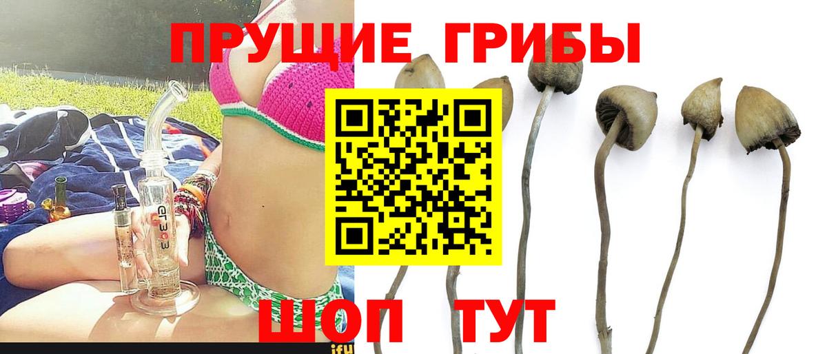 Псилоцибиновые грибы Psilocybine cubensis Ревда